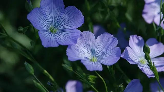 Meilleurs pots de fleurs écologiques : Guide d'achat 2026