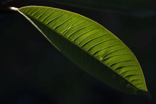 Guida all'acquisto dei migliori attrezzi da giardino