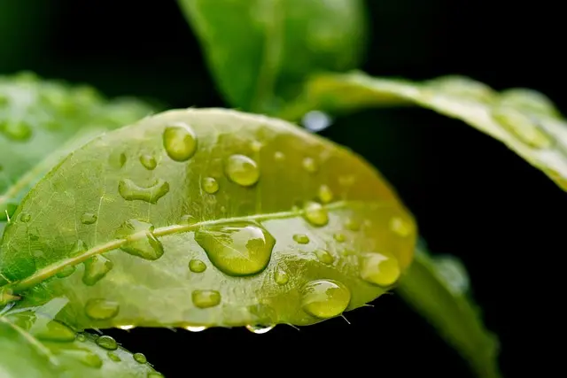 Guida all'acquisto dei migliori serbatoi per acqua piovana