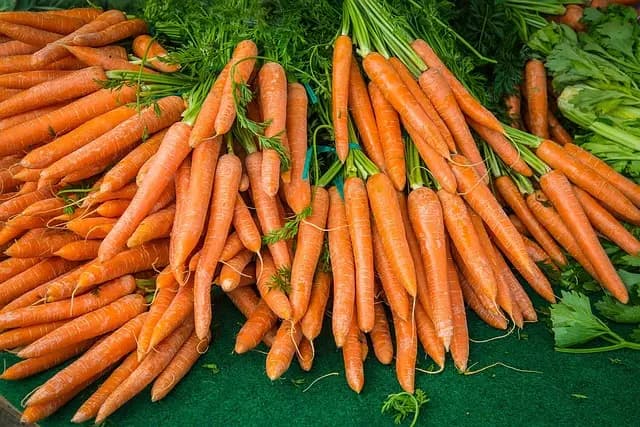 Cultiver des légumes bio : Guide d'achat complet
