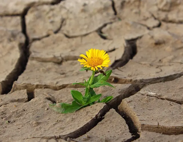 Resilience Building Techniques: Your Ultimate Guide