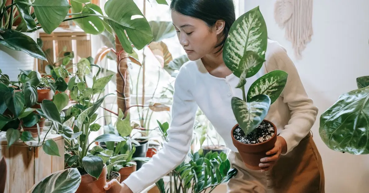 Guide des plantes d'intérieur incontournables