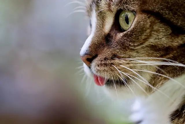 Ultimate Guide to the Best Cat Food Dispensers