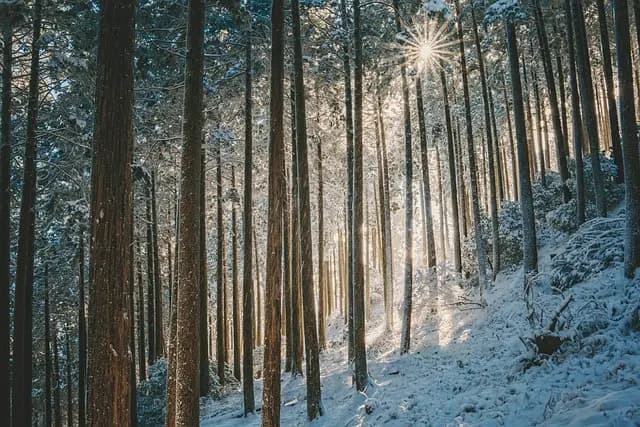 Guide d'achat sur les foreuses de plantation