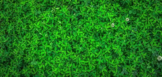 Best Eco-Friendly Cat Litter: Your Ultimate Buying Guide