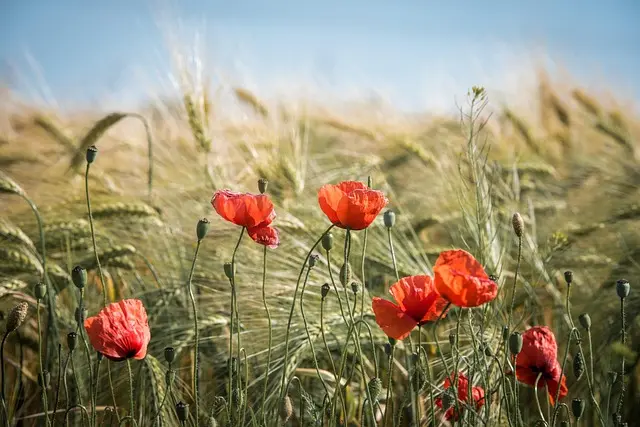 Guide d'achat : Sécheurs de Grains Mobiles